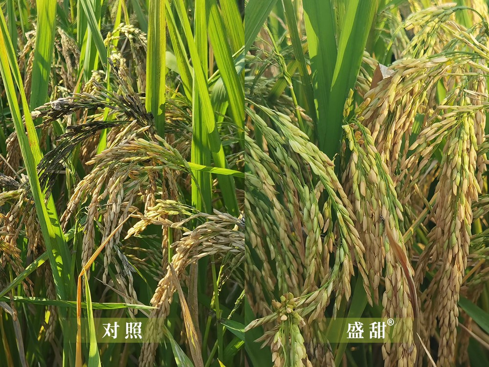 盛甜加R标